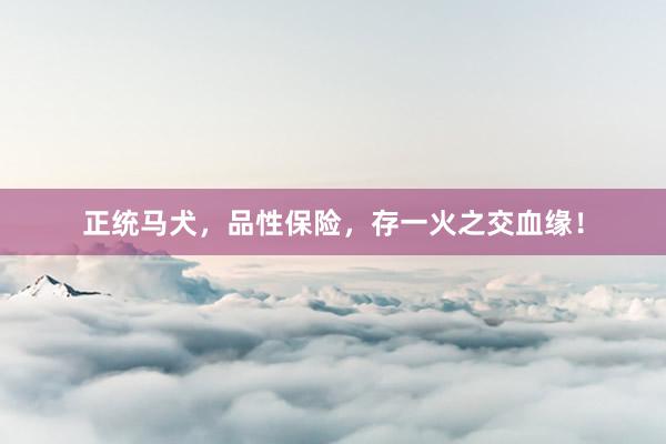 正统马犬,品性保险,存一火之交血缘!